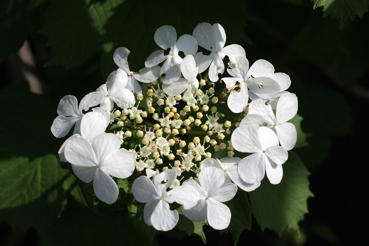 Image of Viburnum opulus specimen.