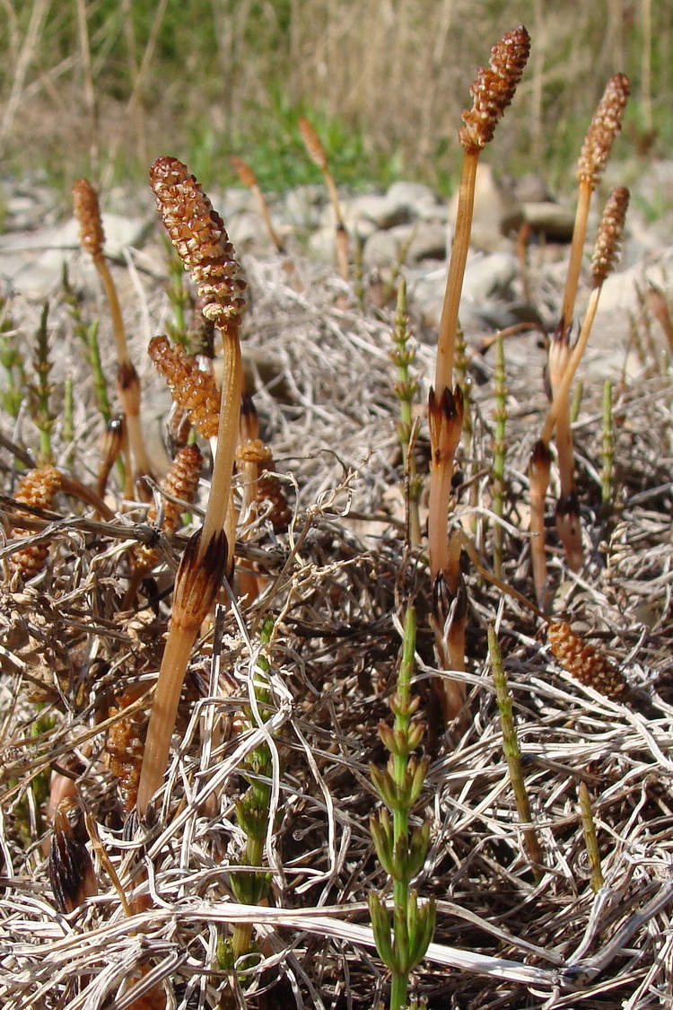 Image of Equisetum arvense specimen.