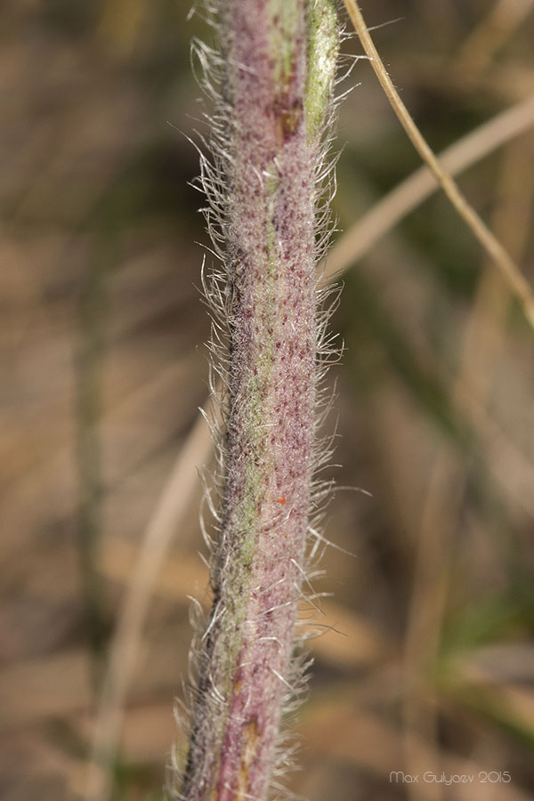Image of familia Asteraceae specimen.