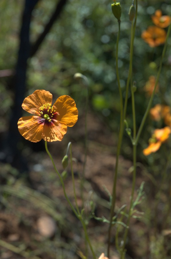 Image of Stylomecon heterophylla specimen.