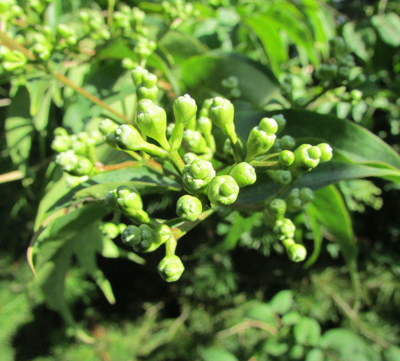 Изображение особи Heptacodium miconioides.