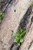 Hieracium glabriligulatum