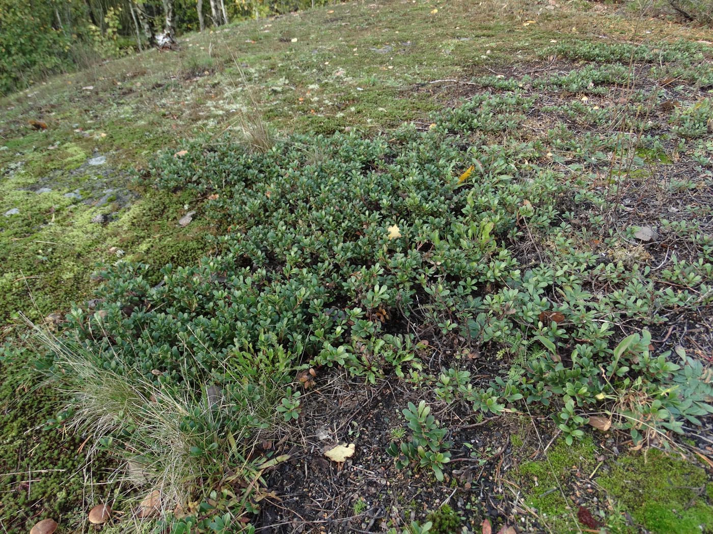 Изображение особи Arctostaphylos uva-ursi.