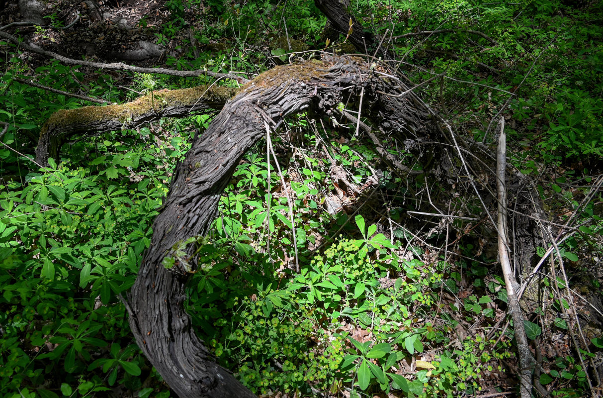 Image of genus Vitis specimen.