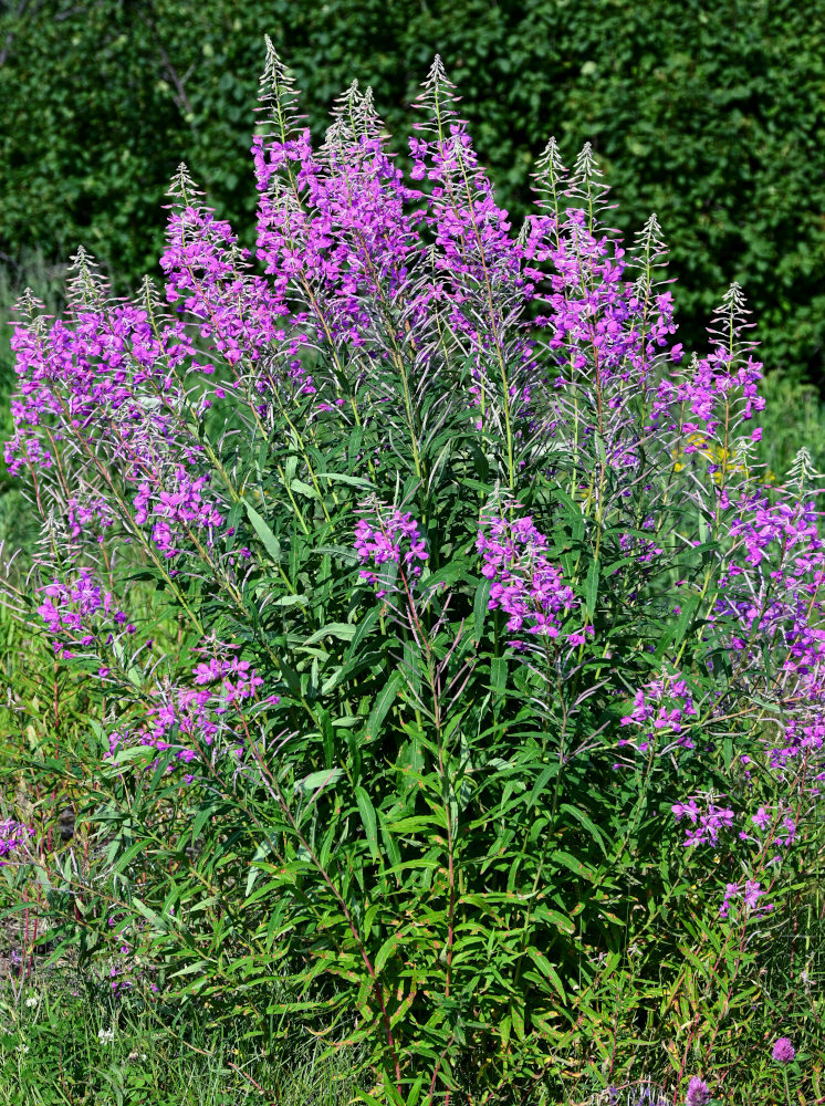 Изображение особи Chamaenerion angustifolium.