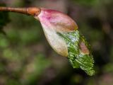 Tilia cordata