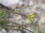 Brassicaceae