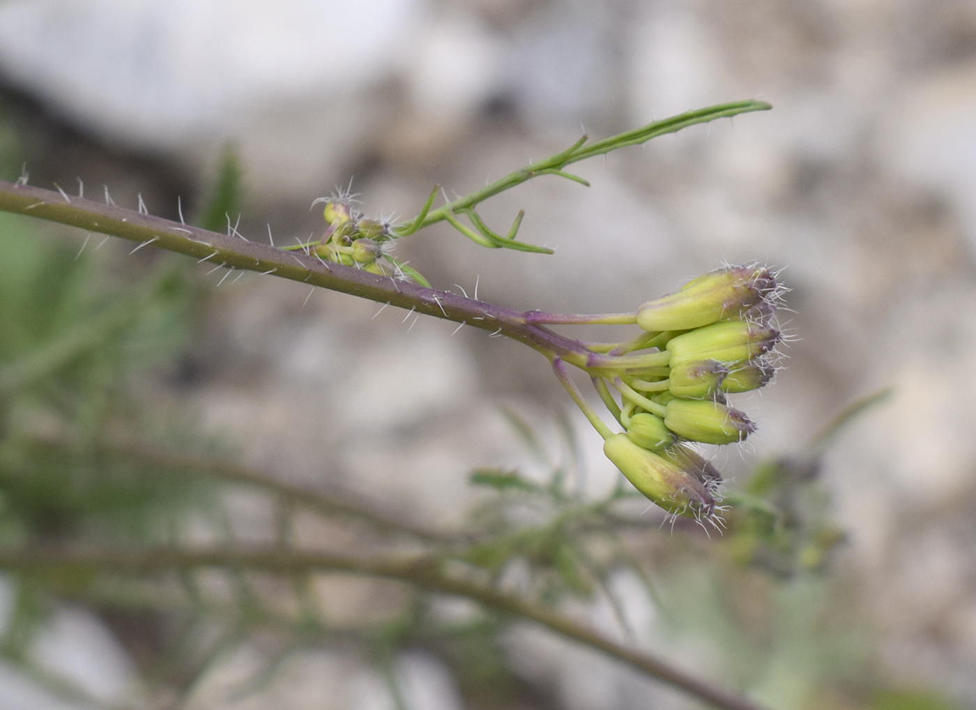 Image of familia Brassicaceae specimen.