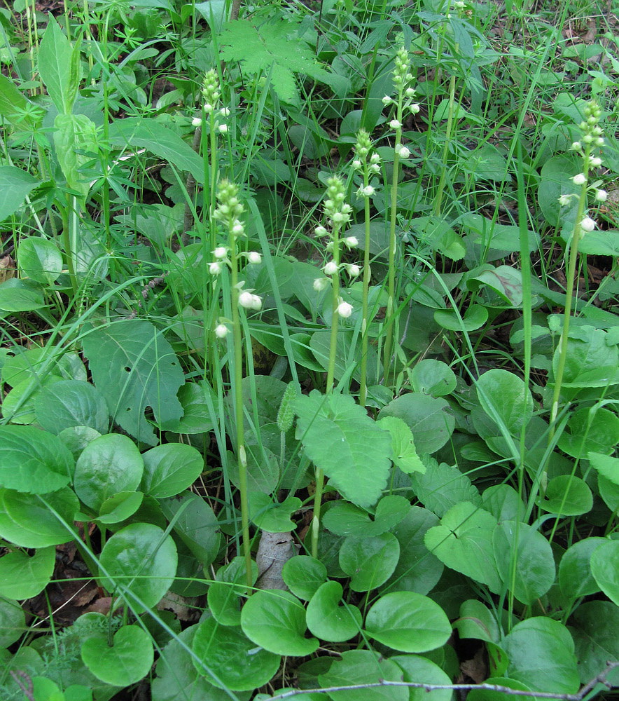 Image of Pyrola rotundifolia specimen.