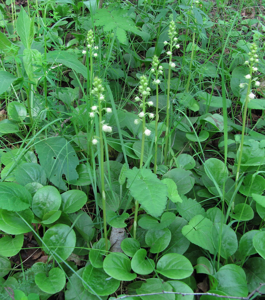 Изображение особи Pyrola rotundifolia.