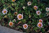 Gazania × hybrida. Цветущие растения. Грузия, Аджария, Батумский ботанический сад, в культуре. 16.06.2023.