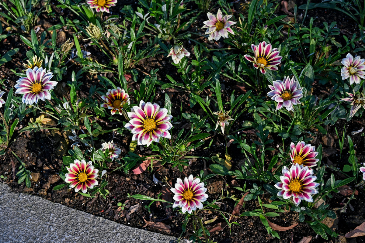 Изображение особи Gazania &times; hybrida.