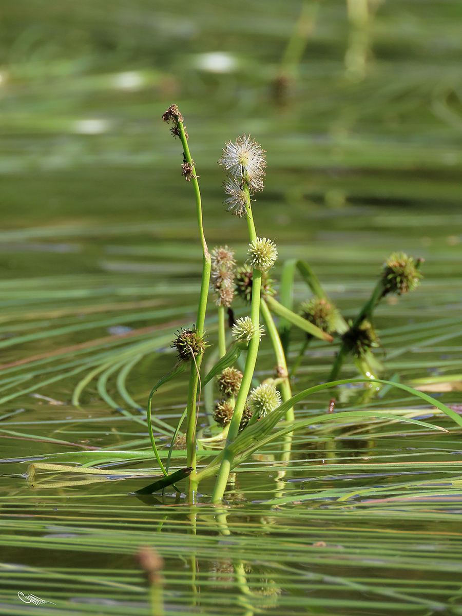 Image of Sparganium &times; longifolium specimen.