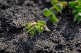 Cerastium glomeratum. Цветок, бутоны и плод. Дагестан, Магарамкентский р-н, окр. с. Приморский, песчаный пляж. 05.05.2022.