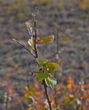 Cotoneaster melanocarpus