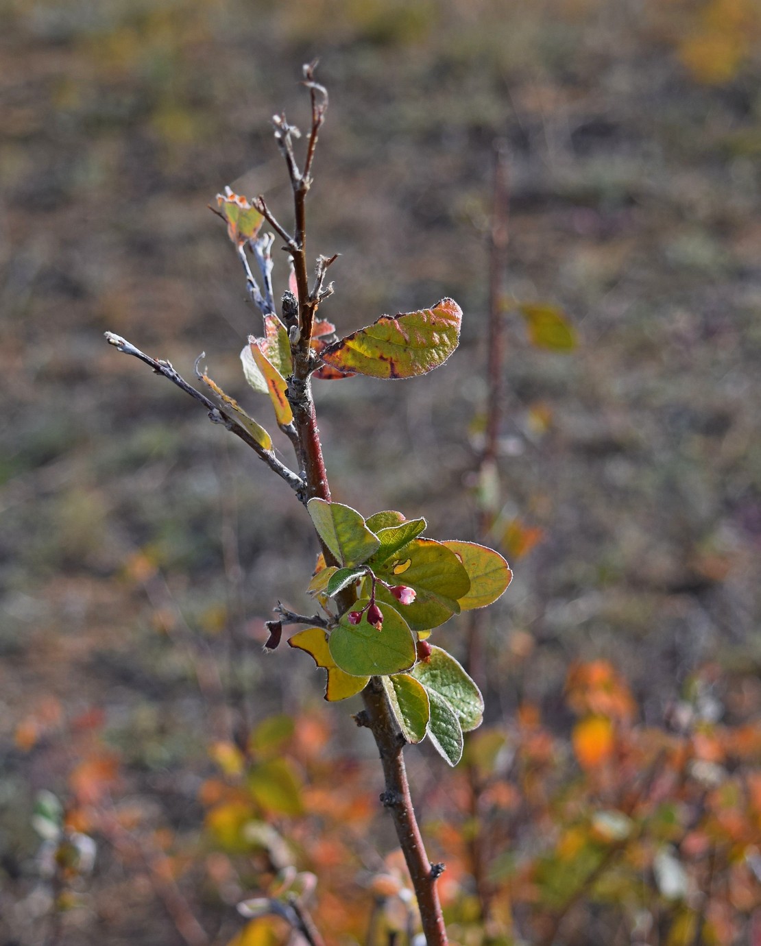 Изображение особи Cotoneaster melanocarpus.