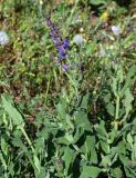 Salvia nemorosa