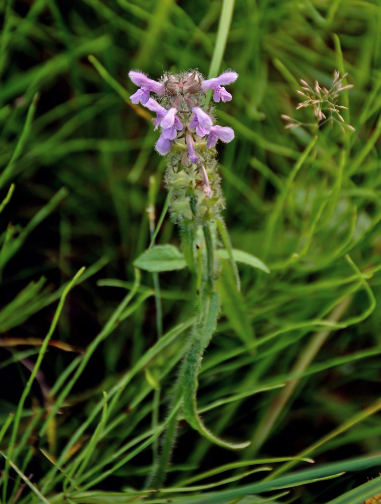 Изображение особи Stachys aspera.