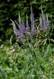 Veronica longifolia. Верхушка побега с соцветиями. Оренбургская обл., Кувандыкский гор. округ, заповедник \"Шайтан-Тау\", долина р. Сакмара, луг. 05.07.2023.