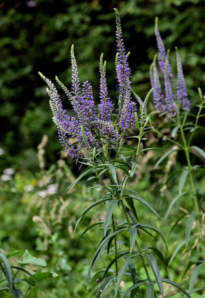 Изображение особи Veronica longifolia.