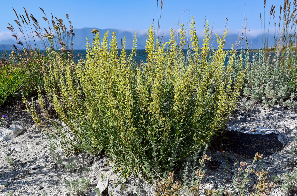 Image of Reseda lutea specimen.
