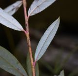 Salix elbursensis. Фрагмент побега (вид на абаксиальную поверхность листьев). Республика Адыгея, Майкопский р-н, окр. пос. Каменномостский, устье р. Мишоко, берег реки. 18 августа 2023 г.