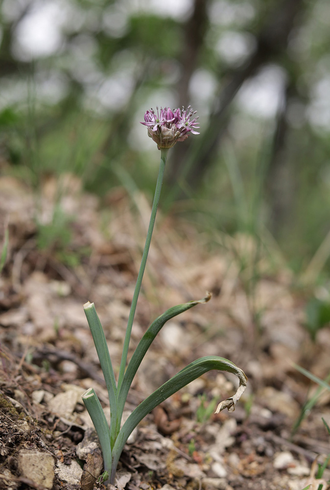 Image of Allium quercetorum specimen.