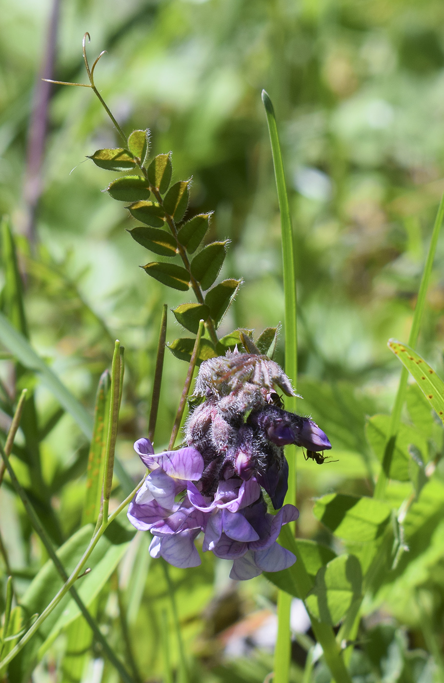 Image of Vicia sepium specimen.