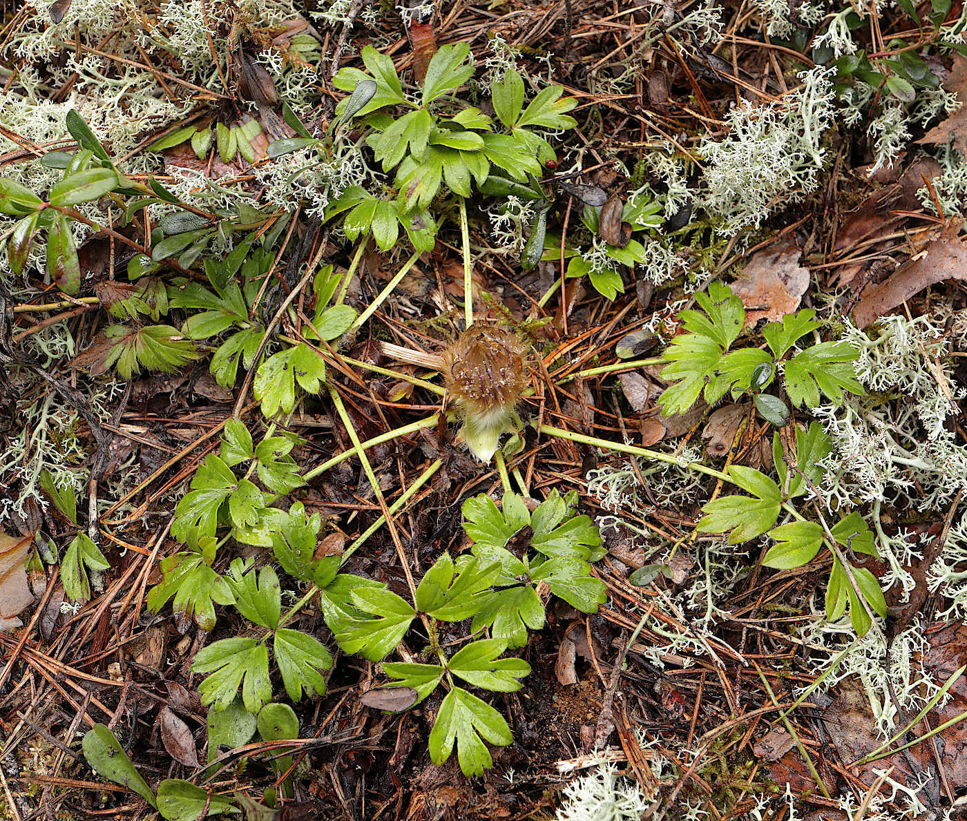 Image of Pulsatilla vernalis specimen.