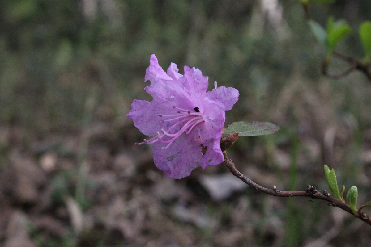Image of Rhododendron dauricum specimen.