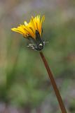 Taraxacum nivale