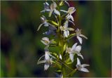 Platanthera bifolia