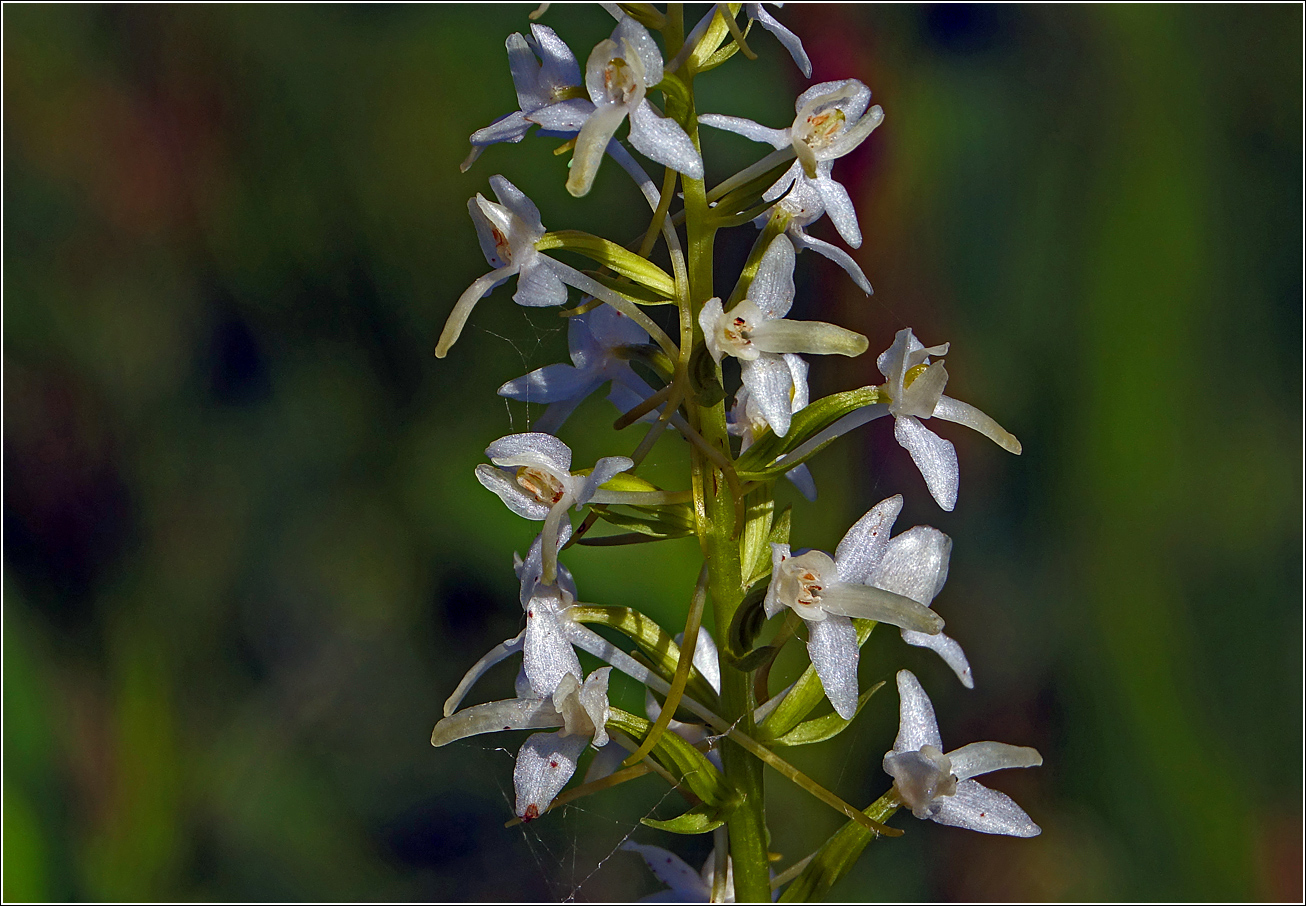 Image of Platanthera bifolia specimen.