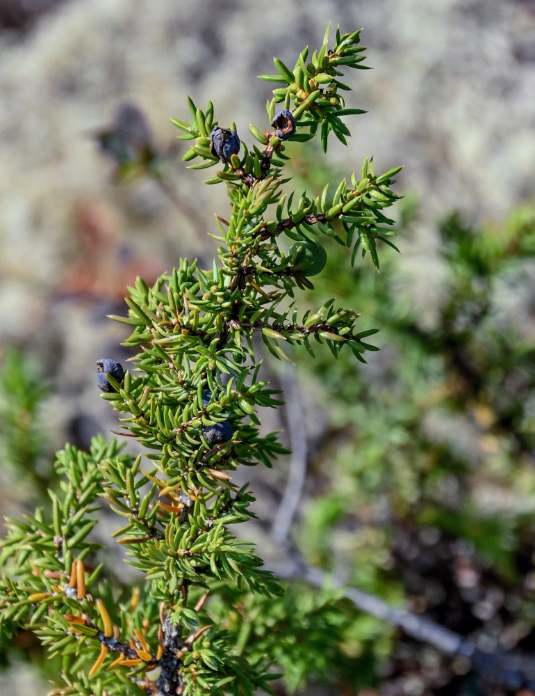 Image of Juniperus sibirica specimen.