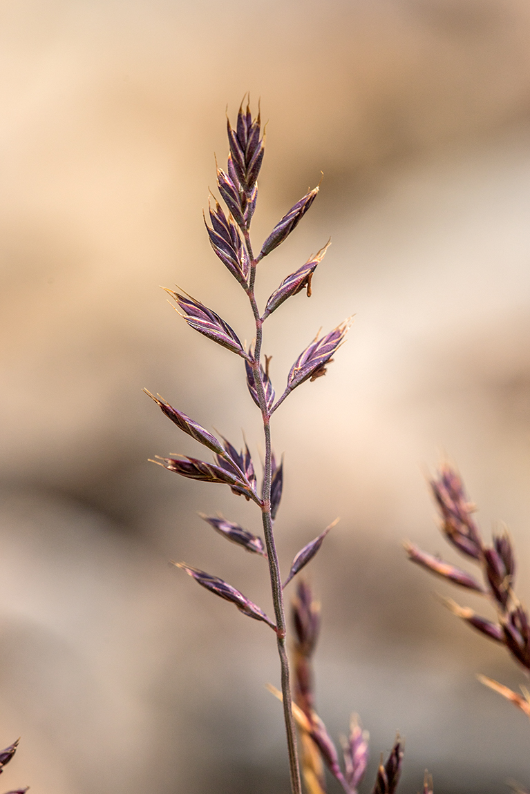 Image of Festuca tzvelevii specimen.