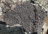 Placopyrenium caeruleopulvinum