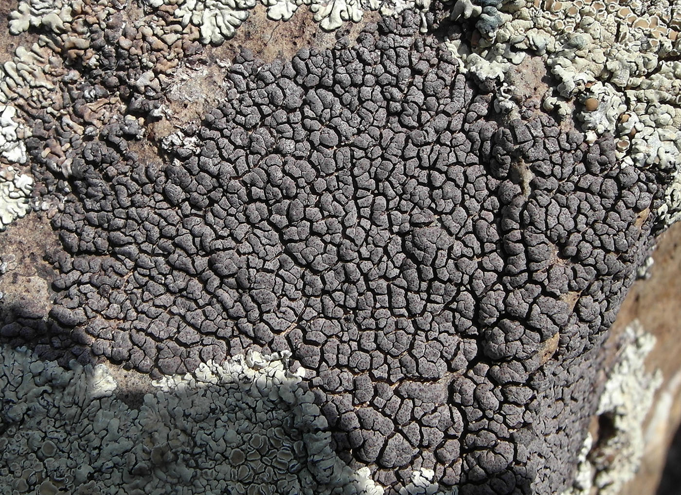 Изображение особи Placopyrenium caeruleopulvinum.