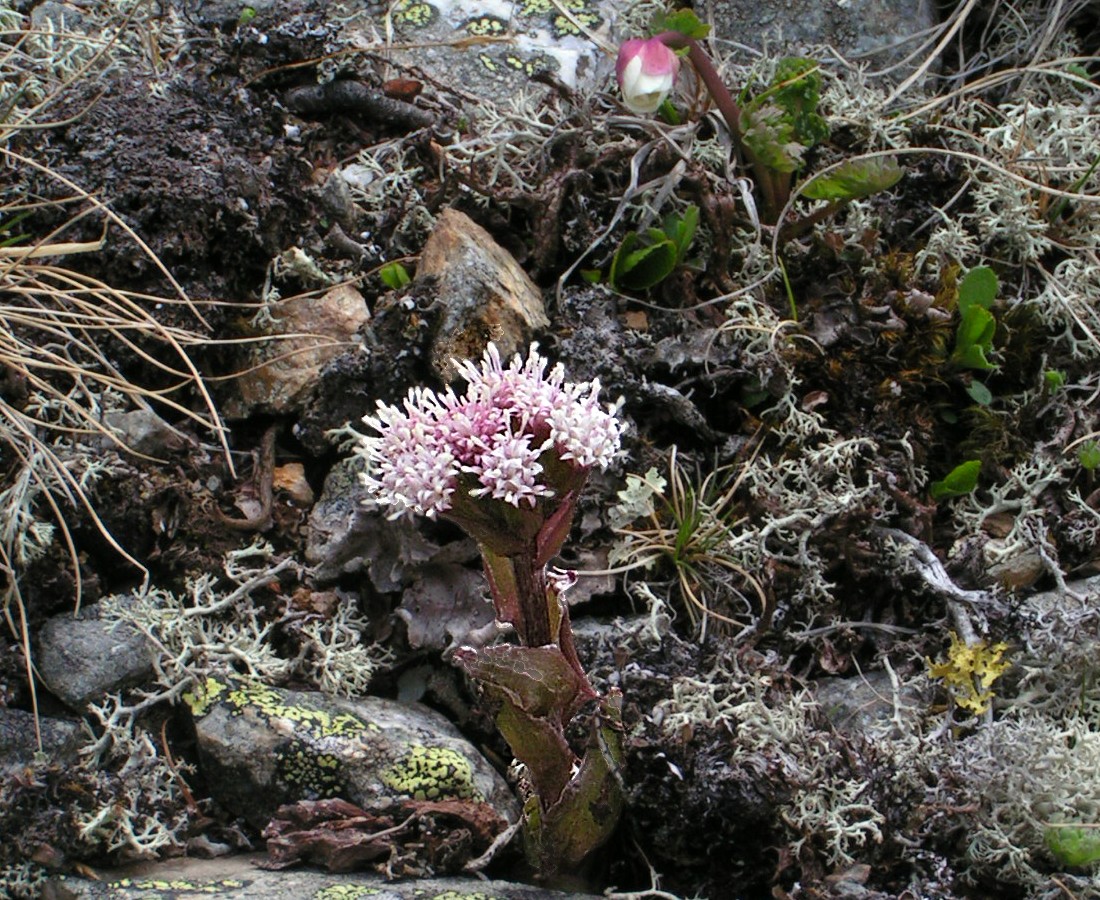 Изображение особи Petasites rubellus.