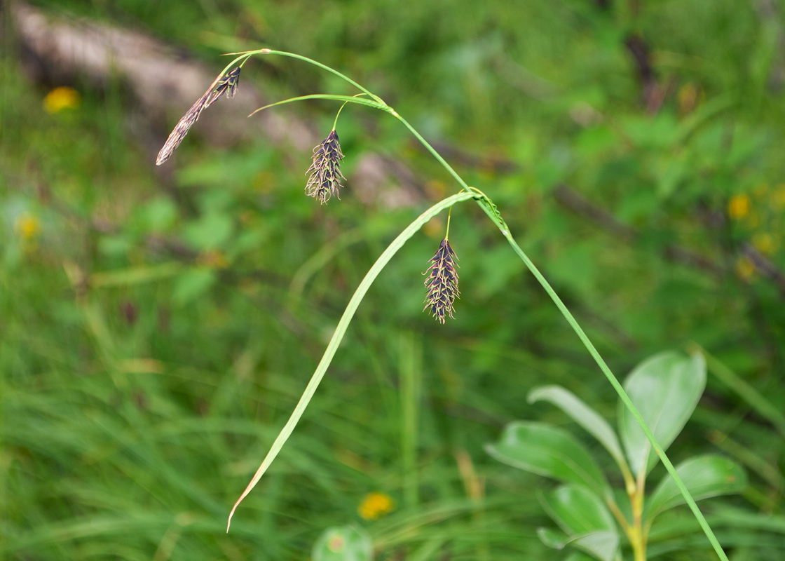 Изображение особи Carex cryptocarpa.