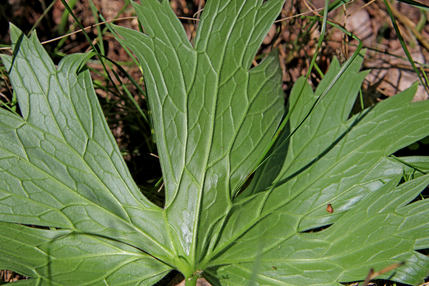 Image of Aconitum lasiostomum specimen.