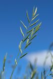 Brachypodium pinnatum