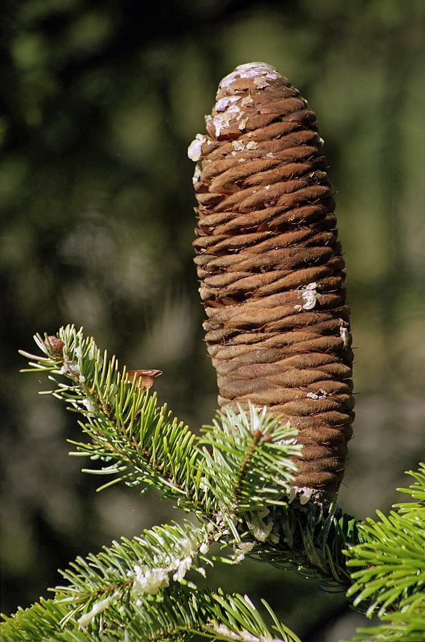 Изображение особи Abies nordmanniana.