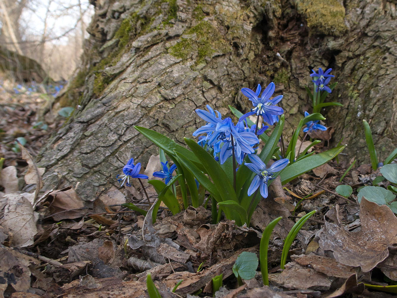 Изображение особи Scilla siberica.