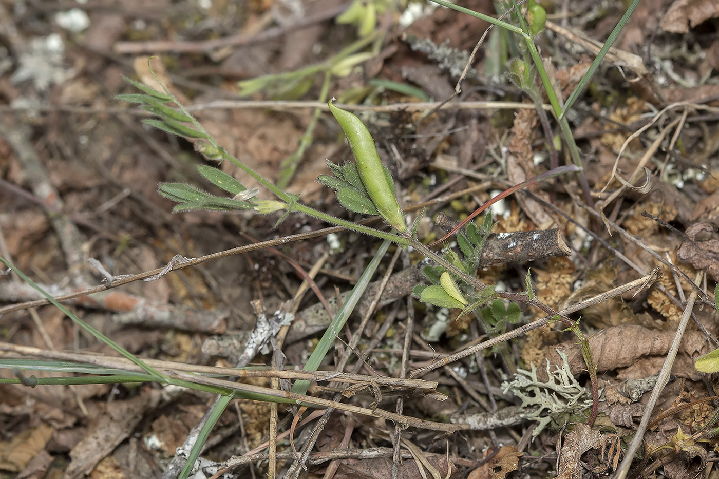 Изображение особи Vicia sativa.