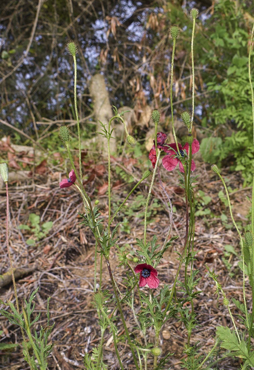 Изображение особи Papaver hybridum.