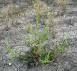 Rumex halacsyi