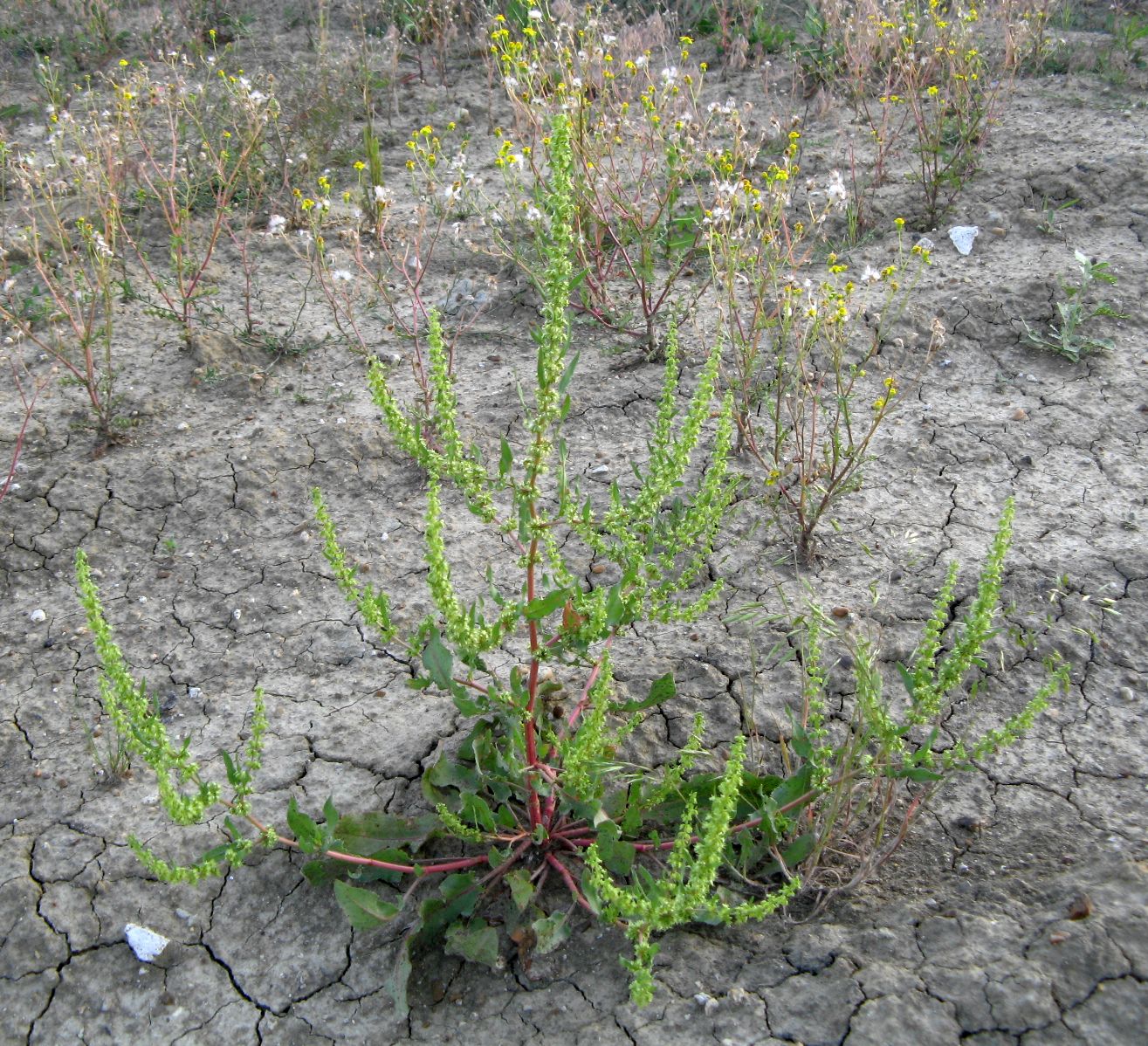 Image of Rumex halacsyi specimen.