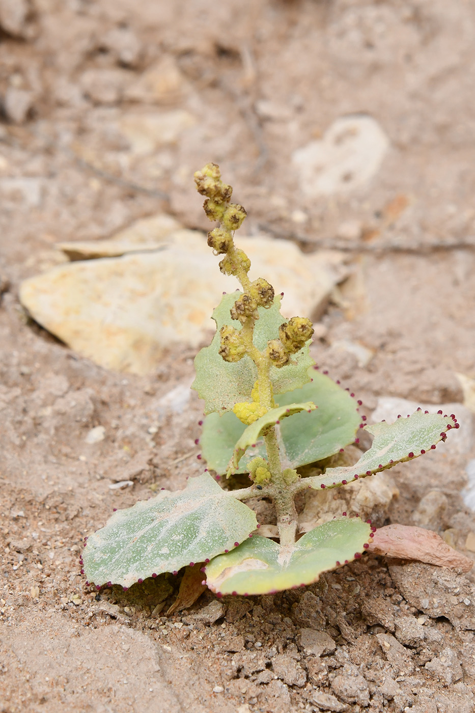Image of Atriplex moneta specimen.