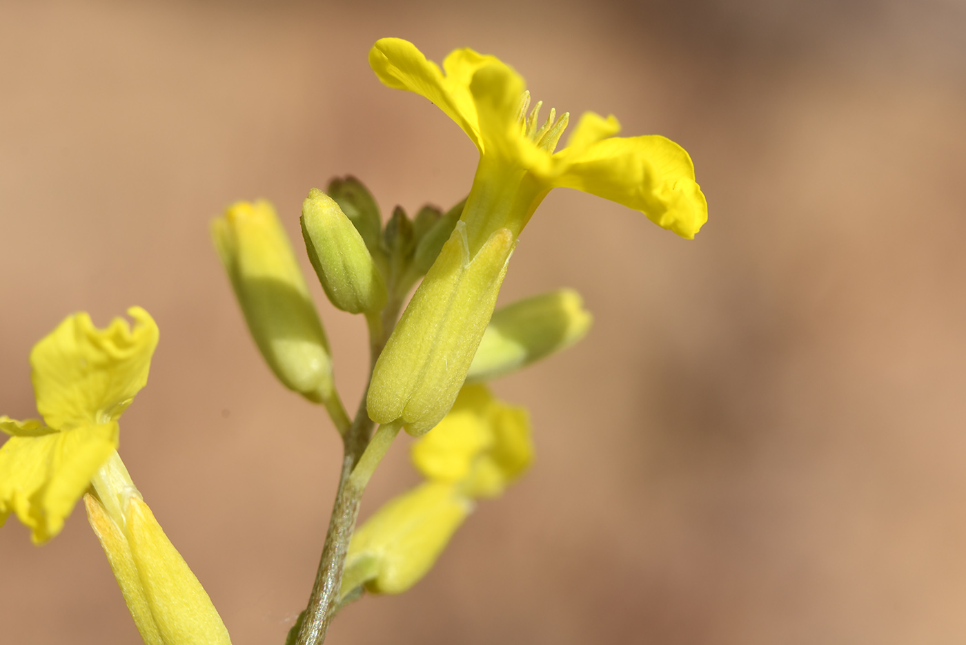 Изображение особи Erysimum canescens.