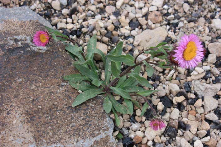 Image of Erigeron venustus specimen.